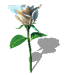 A spinning white rose